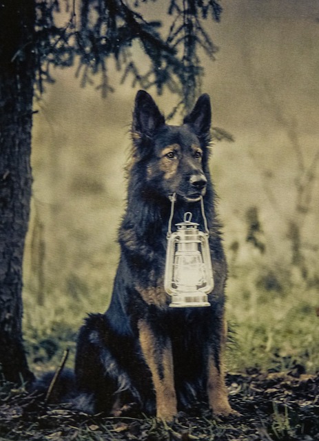 Free Dog Pet photo and picture