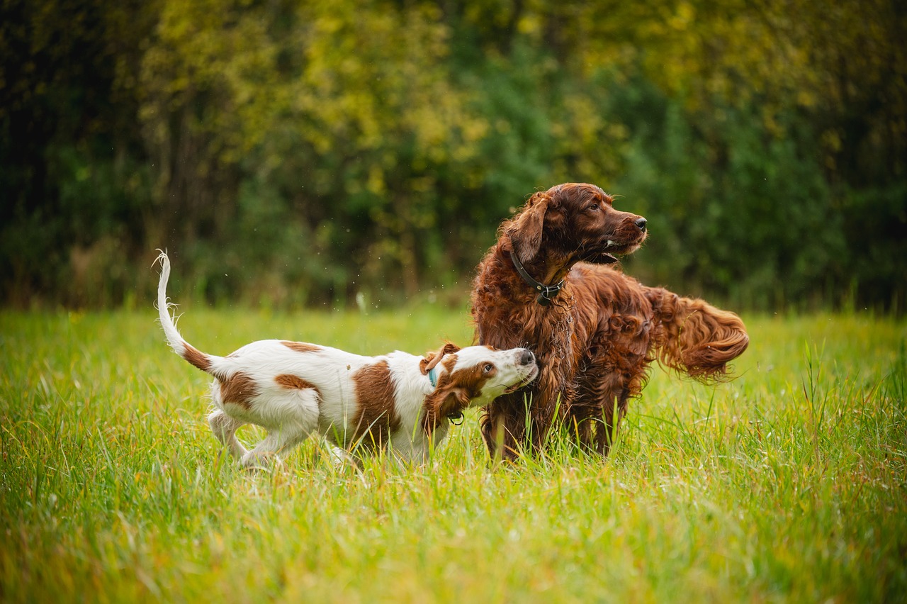 Download free HD stock image of Dogs Setter Free Dogs Setter photo and picture