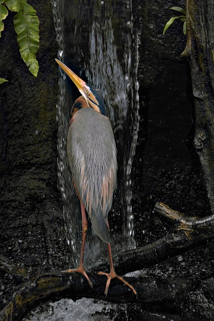 Free Purple Heron Water Bird photo and picture