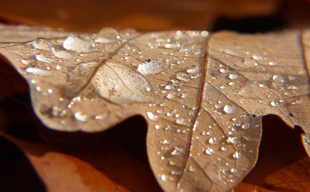 Free Fall Leaves photo and picture