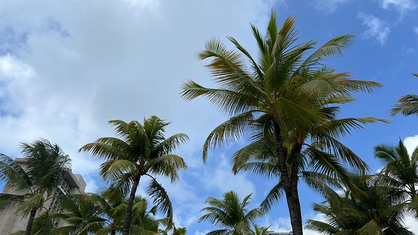 Free Waikiki Hawaii photo and picture