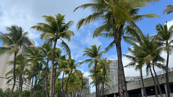 Free Waikiki Hawaii photo and picture