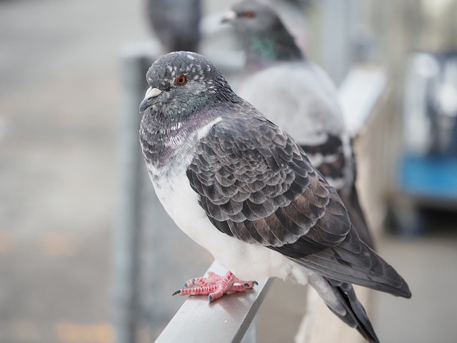 Free Rock Pigeon Dove photo and picture