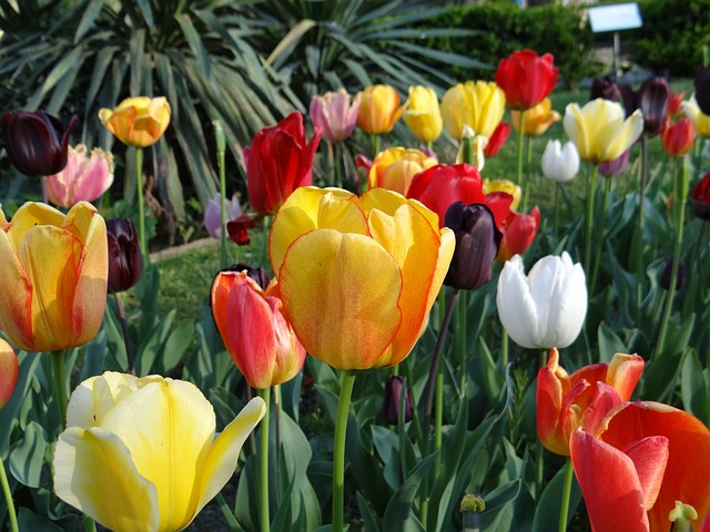 Free Tulip Nature photo and picture