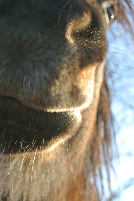 Free Horse Muzzle photo and picture