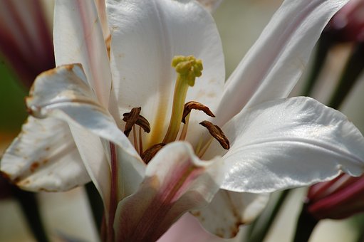 Free Lily Flower photo and picture