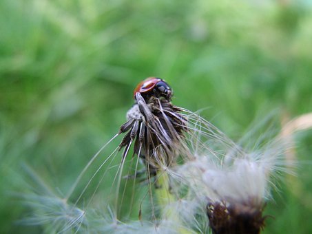 Free Ladybug Dandelion photo and picture