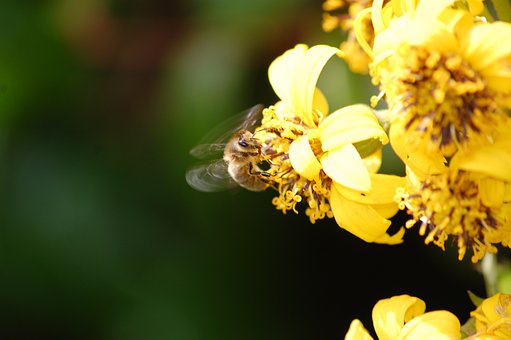 Free Flower Yellow photo and picture