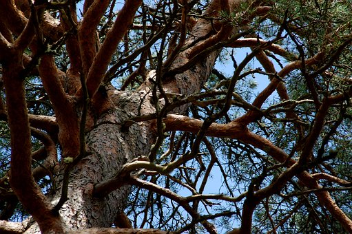 Free Tree Branches photo and picture