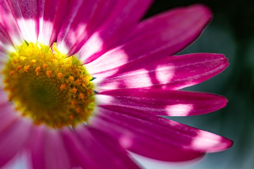 Margarida, Leucântemo, Flor, Perfumado