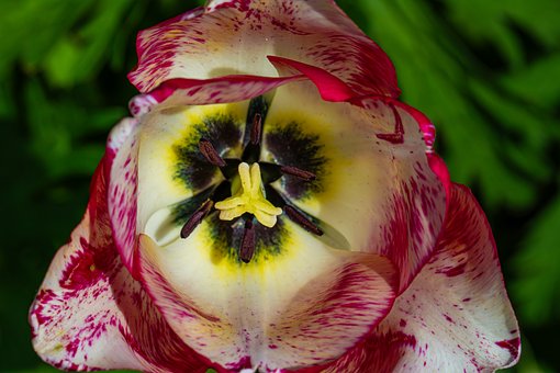 Tulipa, Tulipa-Crispa, Flor