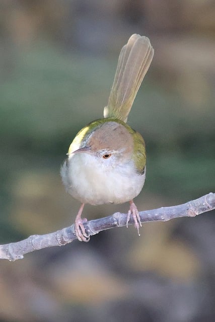 Free Bird Branch photo and picture
