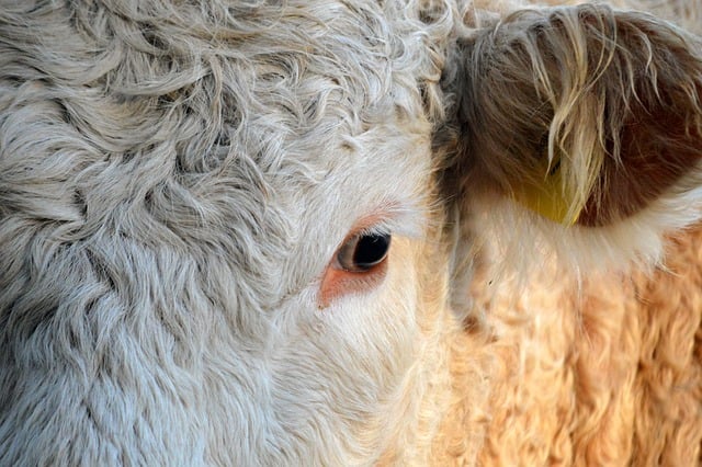 Free Beef Animal photo and picture