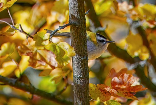 Free Kinglet Bird photo and picture