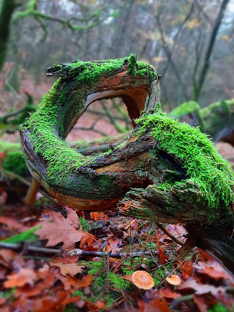 Free Moss Tree photo and picture