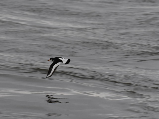 Ostraceiro Voador, Mar, Watt, Costa