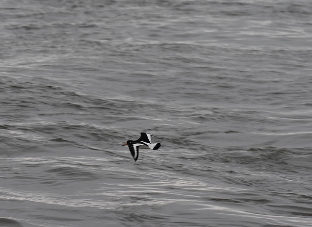 Ostraceiro, Pássaro Watt, Costa, Mar