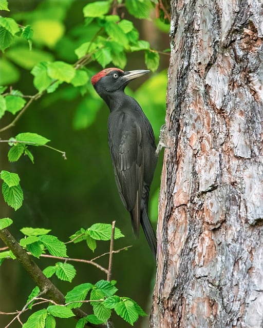 Free Schwarzspecht Woodpecker photo and picture