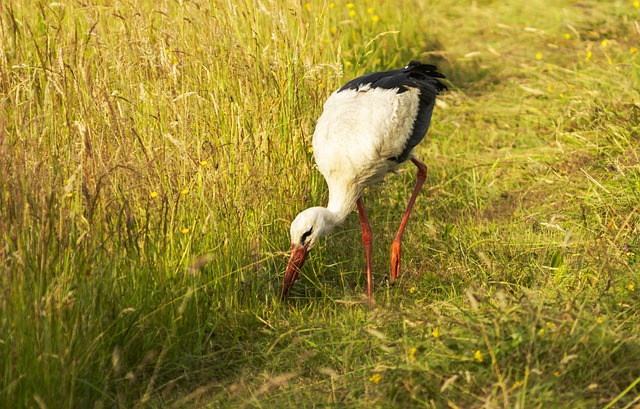Storch, Wiese, Sommer, Gras, Wilde Natur