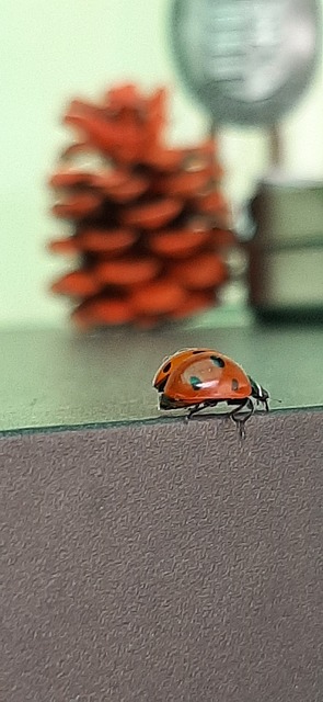 Free Ladybug Beetle photo and picture