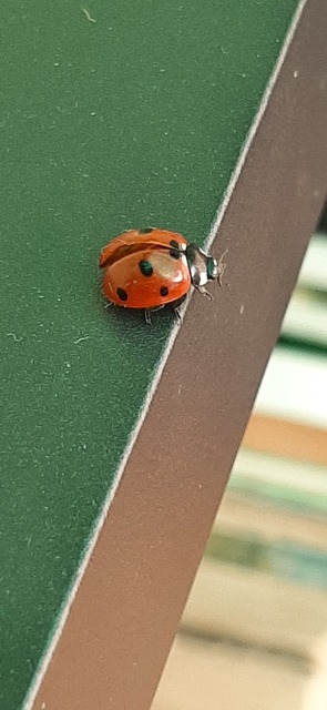 Free Ladybug Insect photo and picture