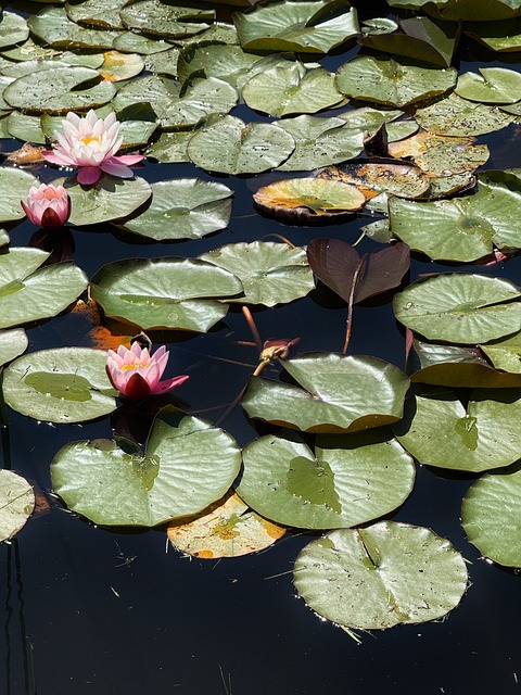 Free Lilies Water photo and picture