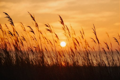 Sonnenuntergang, Gras, Silhouette