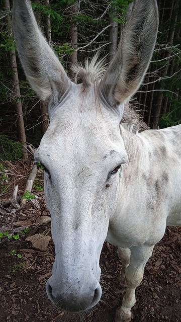 Ass, Dyr, Natur, Pattedyr, Hvit, Albino