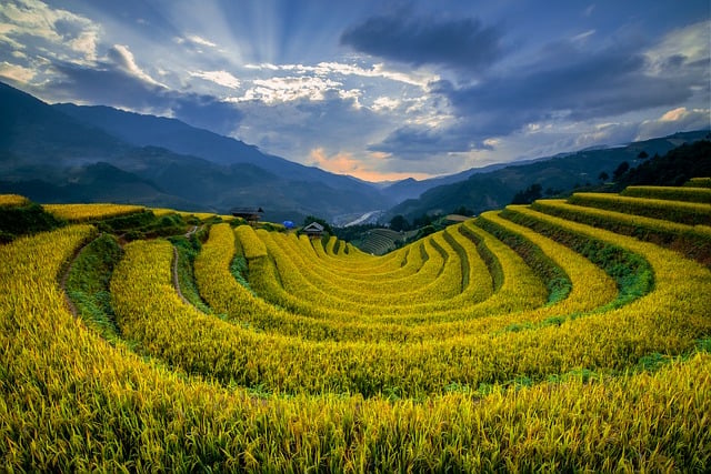 Free Vietnam Mù Cang Chải photo and picture