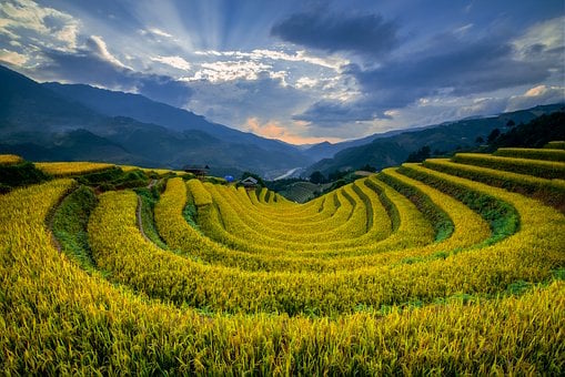 Vietnam, Mù Cang Chải, Reisfeld