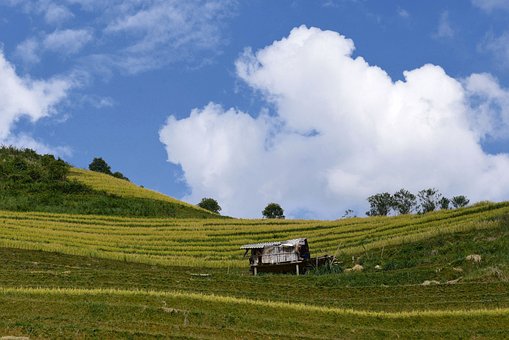 Vietnam, Mù Cang Chải, Reis Terrassen