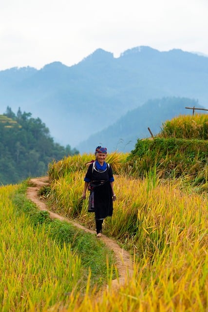 Vietnam, Mù Cang Chải, Reisterrasse