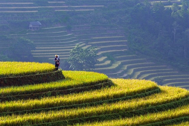 rice terraces, agriculture, nature, landscape beauty, field, nature reserve, remote location, tranquility, locals, culture, mountain, golden color, sunrise, autumn, public space, earth, traditional farming, manual labor, diligence, vietnam, east asia
