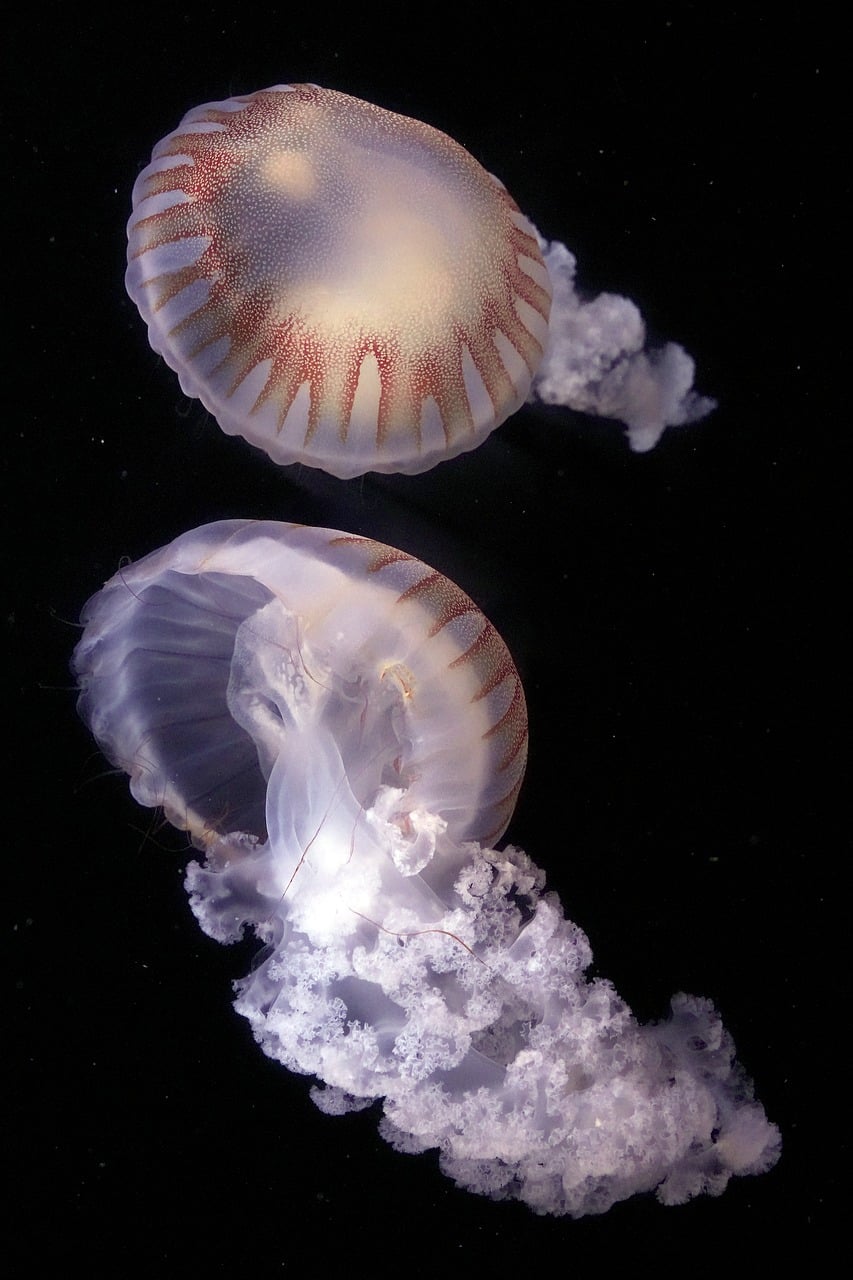 Jellyfish Compass Sea - Free photo on Pixabay