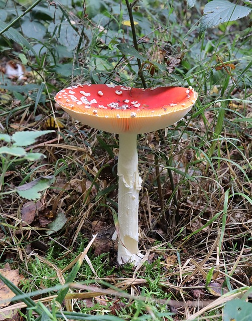 Free Red Fly Agaric Mushroom photo and picture