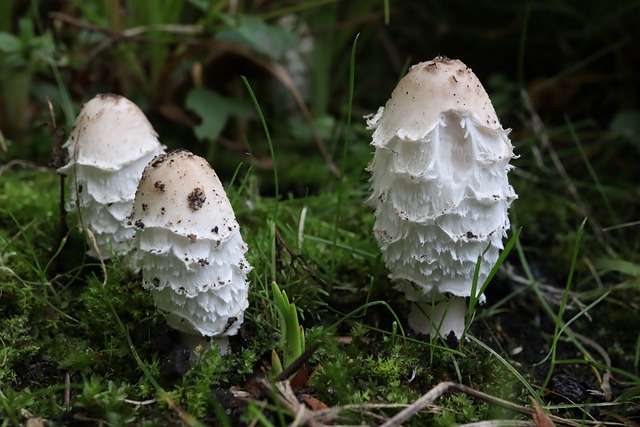Free Ink Cap Mushroom Mushroom photo and picture
