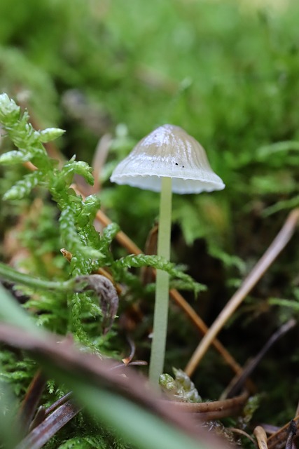 Free Mushroom Moss photo and picture