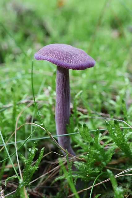 Free Mushroom Purple photo and picture