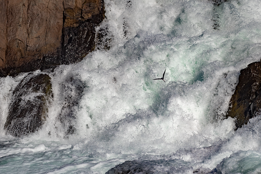 Free Waterfall Bird photo and picture