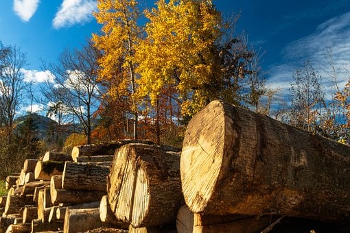 Free Autumn Wood photo and picture
