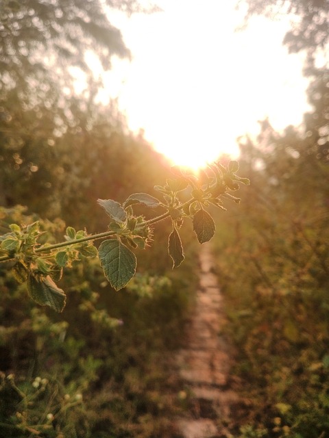 Free Morning Golden Sunlite Warm Sunlight illustration and picture