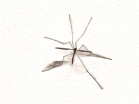 Free Mosquito Insect photo and picture