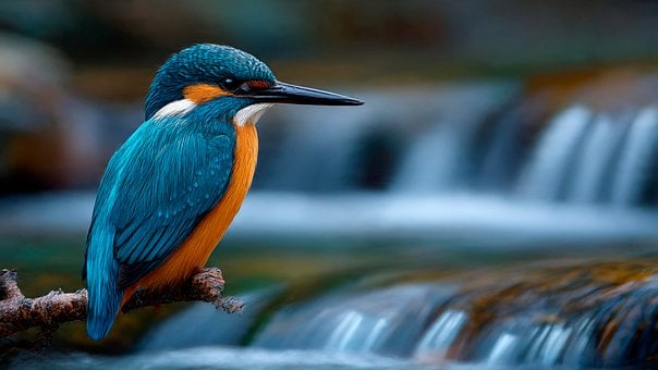 Free Kingfisher Waterfall photo and picture