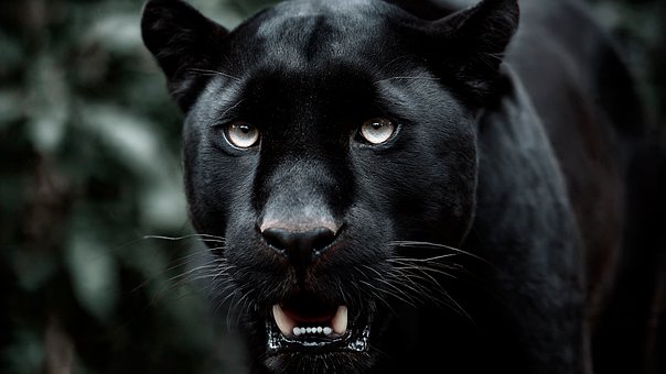 Free Animal Black Panther photo and picture