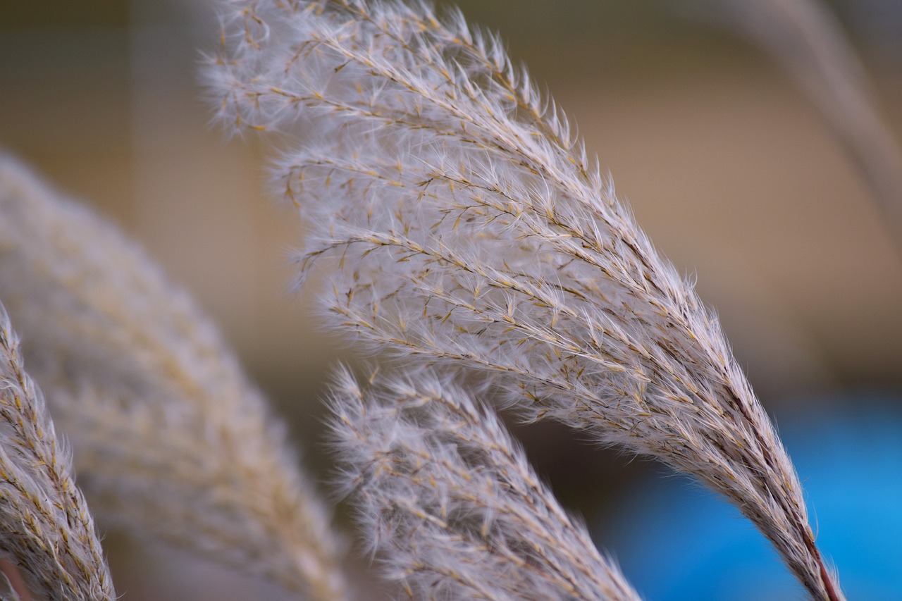 20,000+ Free Wavy Grass & Nature Images - Pixabay