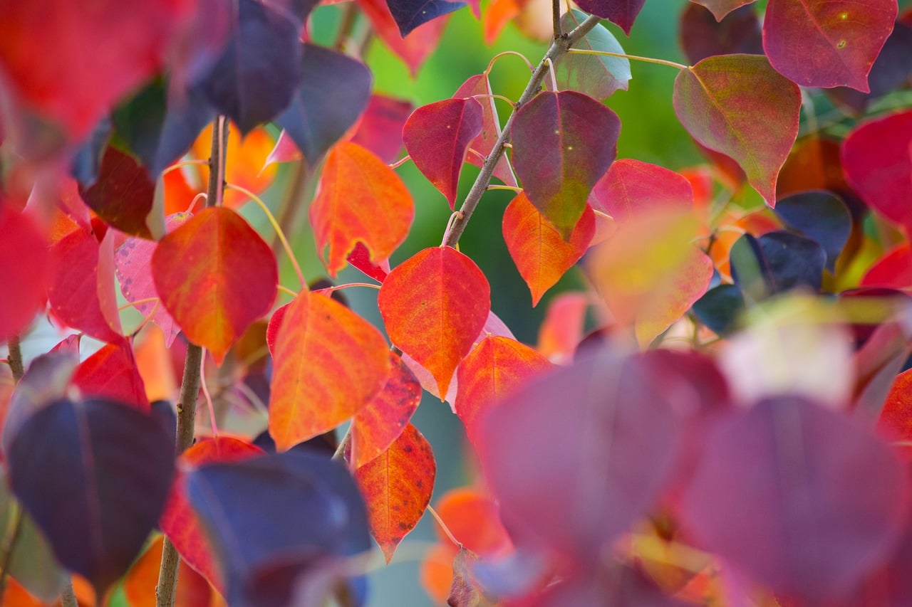 Red Leaves Autumn Natural Beauty - Free photo on Pixabay