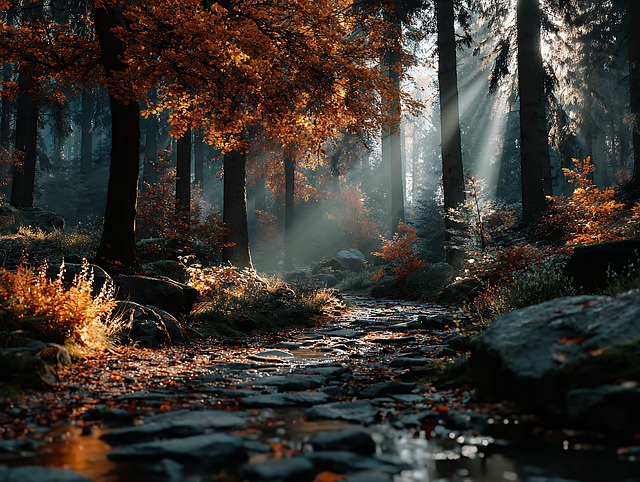 Free forest autumn sunlight illustration