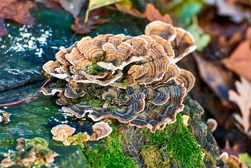 Free Mushroom Lichen photo and picture