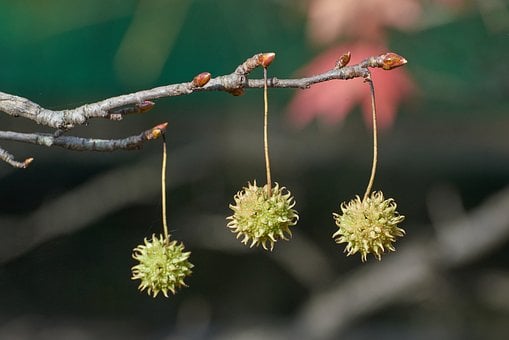 Free Tree Branch Fruits photo and picture