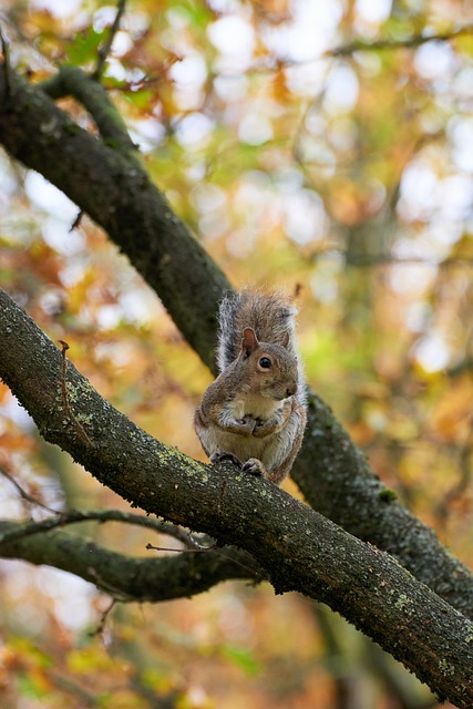 Free Squirrel Rodent photo and picture